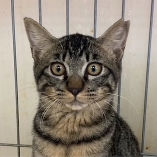 キジトラ好きにはたまらない！みのる君