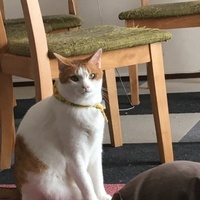金太郎