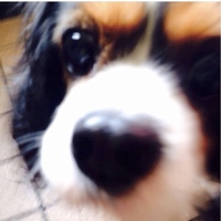 サン