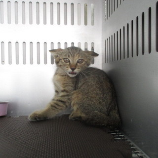 譲渡されました。