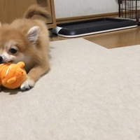 ころも
