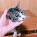 ベタ慣れ猫ちゃん4匹