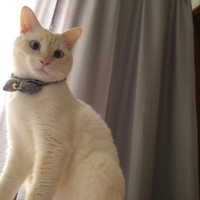 ぱおぱお
