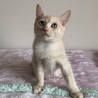クリーム色の薄い茶トラの男の子 サムネイル3