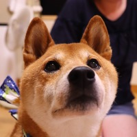 きんのすけ