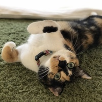なつめ