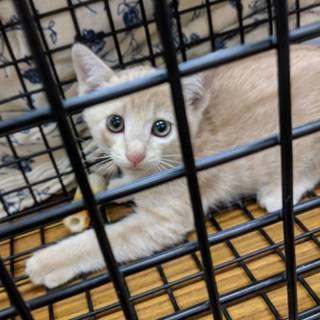 ミルクティベージュのかわいい子猫ちゃん