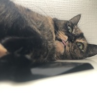 団子