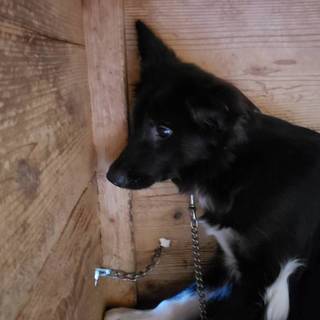 この子を助けてください。