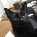ちょっとおバカさん？可愛い黒猫ちゃん♡