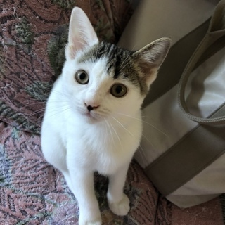 抱っこ大好きおにぎりちゃん