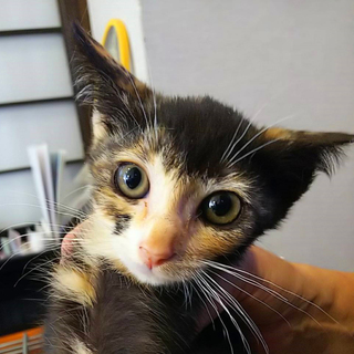 募集一時停止珍しい黒三毛女子★顔が可愛いあんず