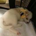放置犬！元飼い主から救い出した保護犬！