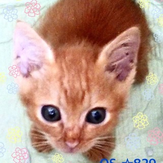 管理番号︰OSー829