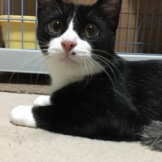 やんちゃ黒白ハチワレ男の子