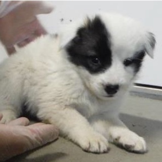 団体様より引出し。子犬♀224