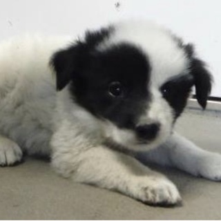 団体様より引出し。子犬♀226