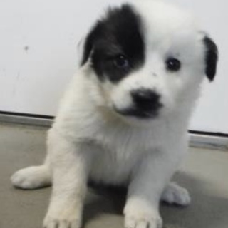 団体様より引出し。子犬♀227
