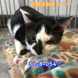可愛いハチワレ子猫ちゃん054