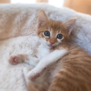 小さな男の子「ポレポレくん」を家族にして下さい