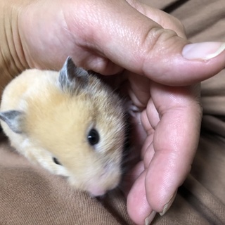 キンクマ　♀ 里親募集