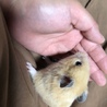 キンクマ　♀ 里親募集 サムネイル2