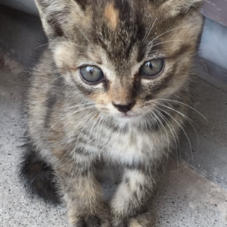 お試しホームステイ可★子猫【保護猫】