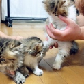 スコティッシュとペルシャのミックスの子です！