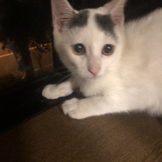 若い白グレーの男の子里親募集