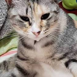 メープルちゃん　すっかり産後太りかにゃ^_^;