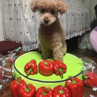 まりも