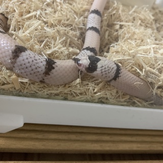 【急募】ホンジュラスミルクスネーク（ゴースト）