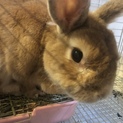 至急飼い主募集 甘えん坊な男の子