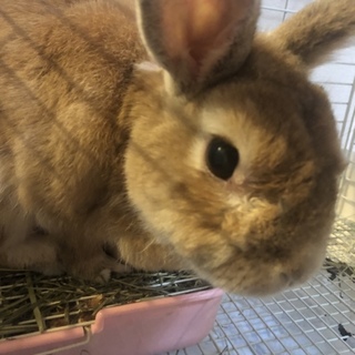 至急飼い主募集 甘えん坊な男の子