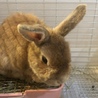至急飼い主募集 甘えん坊な男の子 サムネイル2