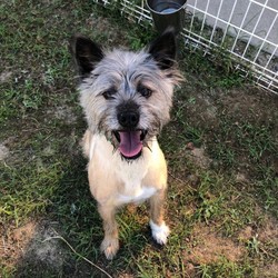 犬猫譲渡会 サムネイル1