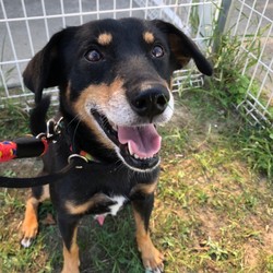 犬猫譲渡会 サムネイル2