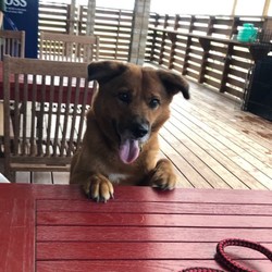 犬猫譲渡会 サムネイル3