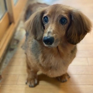 ダックスフント ダンジュウロウくん