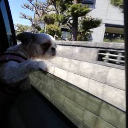 お外を見てる...ポプリン