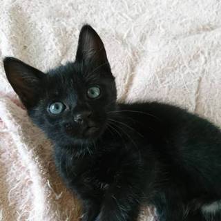 黒猫 メス 胸元逆ハート