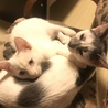 2019年6月生まれの白猫さんと、2019年推定3月生まれのブチ猫さん
