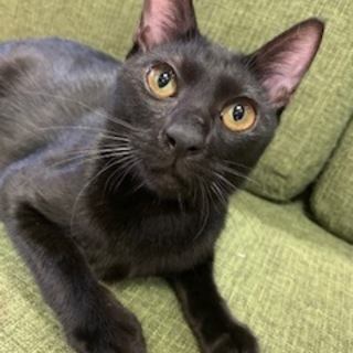 毛並みが良い美猫のべるくん