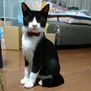 タキシードキャット  おみくん