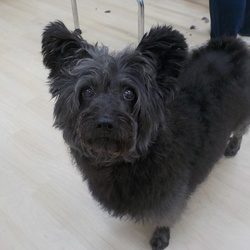 アニマー湯犬猫譲渡会 サムネイル2