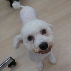 アニマー湯犬猫譲渡会 サムネイル3