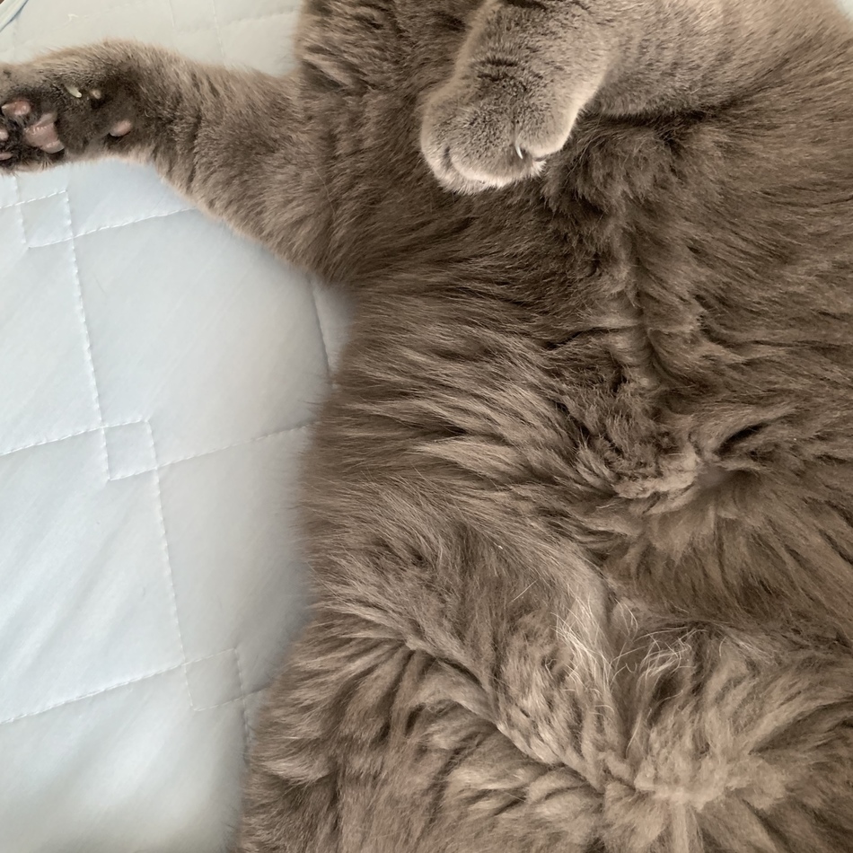 かいのすけのカバー写真
