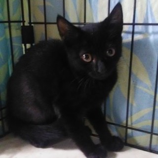 活発な黒猫女子