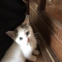 メス猫白くてふわふわの子猫ちゃんです！