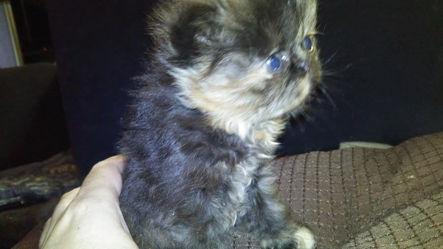 宇宙チャンピオン